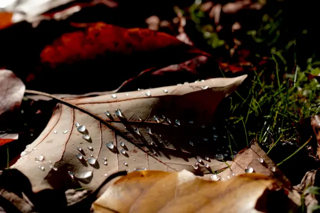 "Оттенки осени"