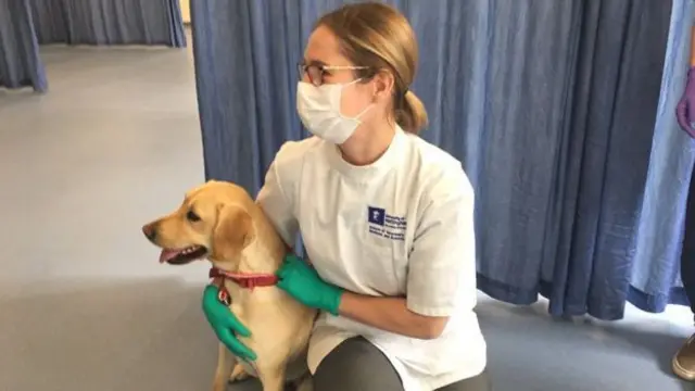 一些動物不習慣看到戴口罩的人