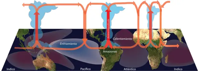 Ilustración que muestra la circulación Walker