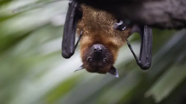 Летучая мышь