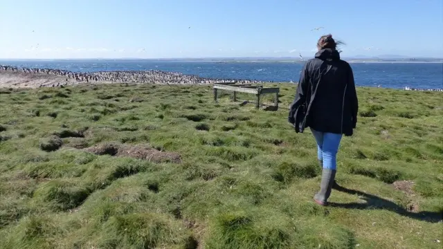 Харриет Рид