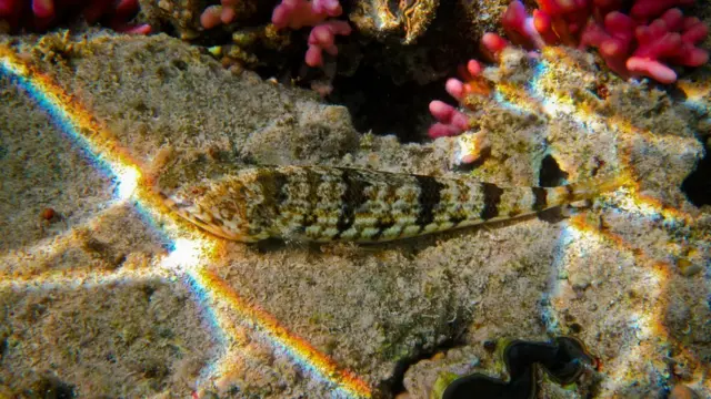 Червоне море