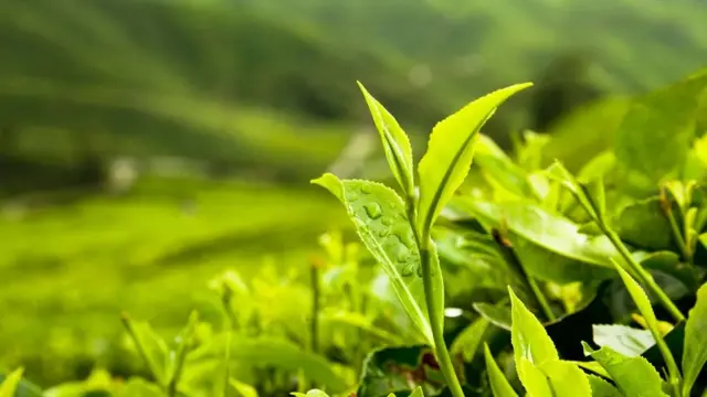 녹차의 식욕 억제 효과는 오래 전부터 알려졌지만 일관된 증거는 없다