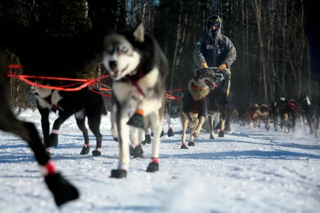 टुंड्रा, कनाडा, फ़ाइल फ़ोटो