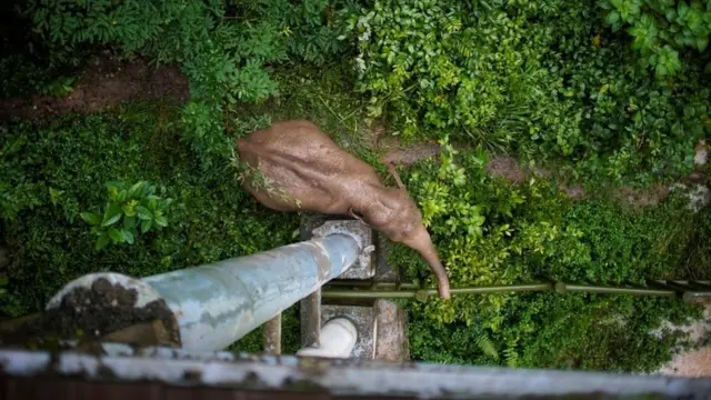 hembra vista en la prefectura de Xishuangbanna Dai