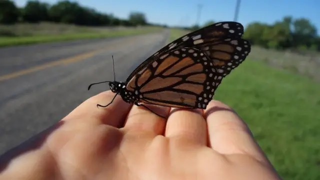 Sara Dykman dan kupu-kupu raja