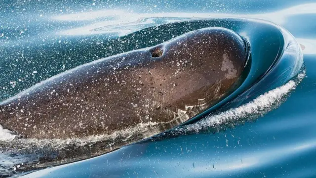 一条短肢领航鲸