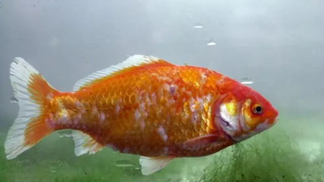 గోల్డ్‌ఫిష్