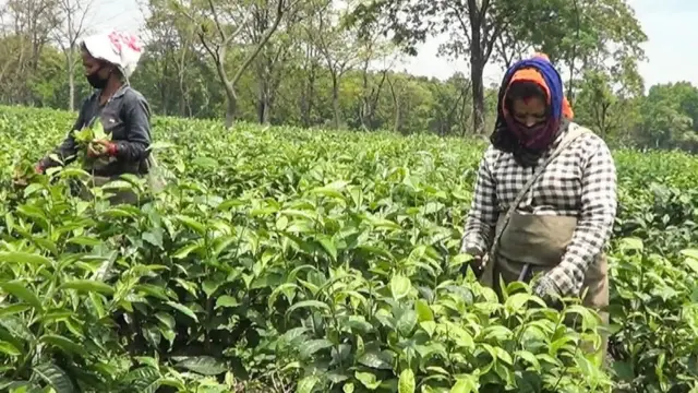 चिया बगान