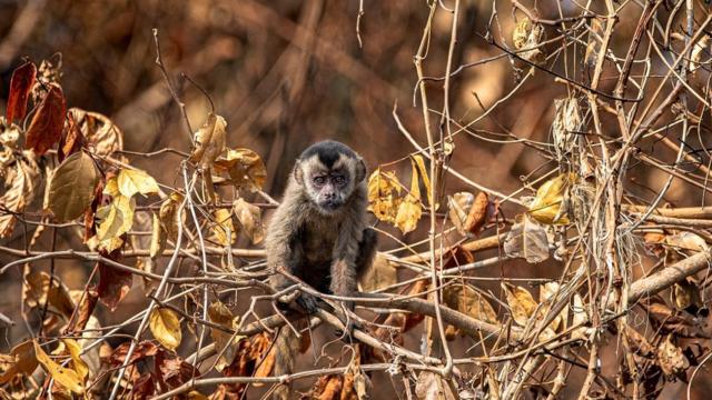 Macaco-prego em árvore seca no Pantanal