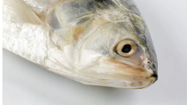 ইলিশের মাথা।