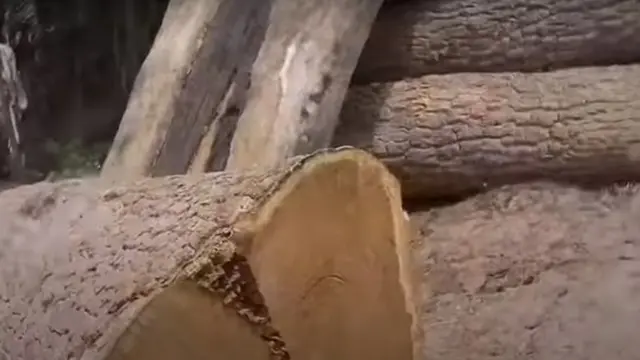 ఎర్ర చందనం