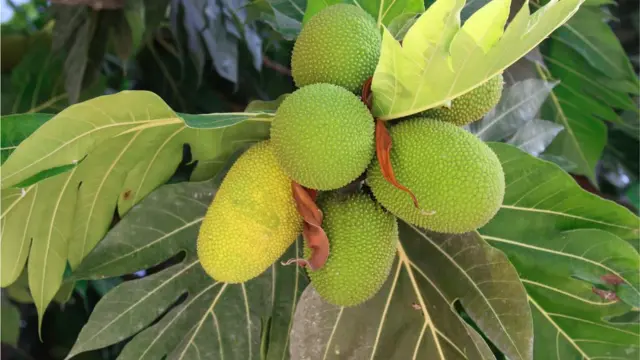 ekmek ağacı meyvesi