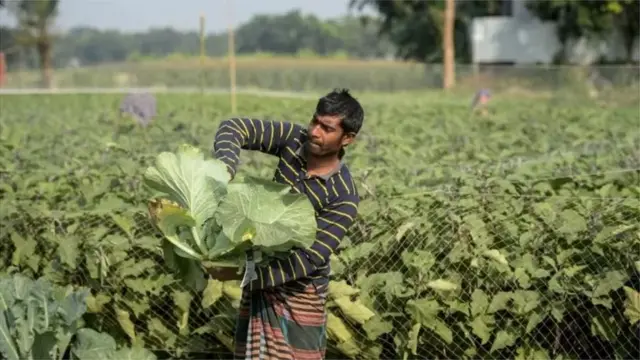 বাংলাদেশে এখনো কৃষকদের মধ্যে ফসল চাষে আবহাওয়া পূর্বাভাসের ব্যবহার সীমিত রয়েছে