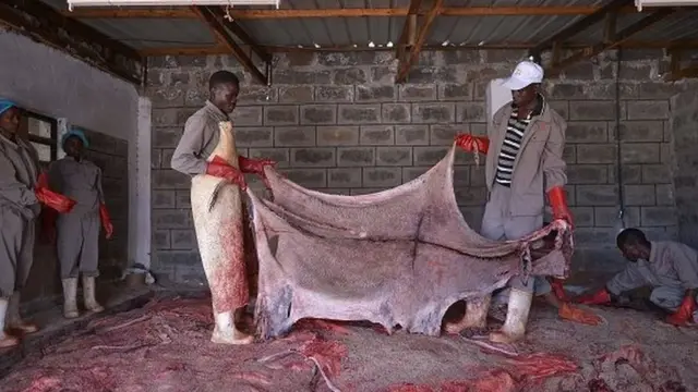 Kenya donkey