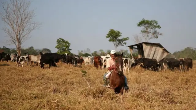 pecuaristaganhar dinheiro no crashRondônia