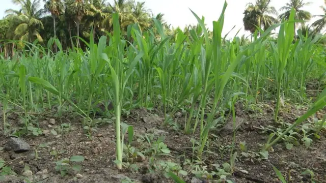 அகதிகளாக மறுச் செய்யும் நிலை தேவையில்லை-குமுறும் நிலவரம்பட்டி மக்கள்