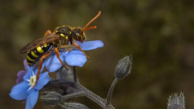 शत्रु कीरा