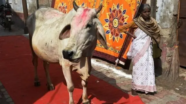 गाय की फोटो