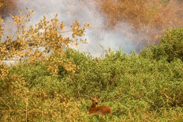 A deer looks startled in the undergrowth as it's surrounded by smoke