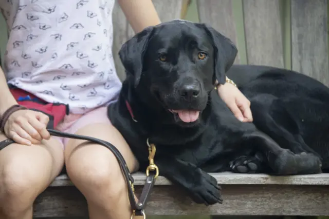 Guiding Eyes for the Blind ในนิวยอร์ก สหรัฐฯ เป็นองค์กรการกุศลที่จัดหาสุนัขนำทางให้ผู้พิการทางสายตาโดยไม่คิดค่าใช้จ่าย