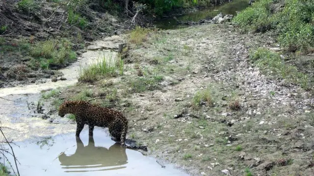 cheeta leapord wildelife india