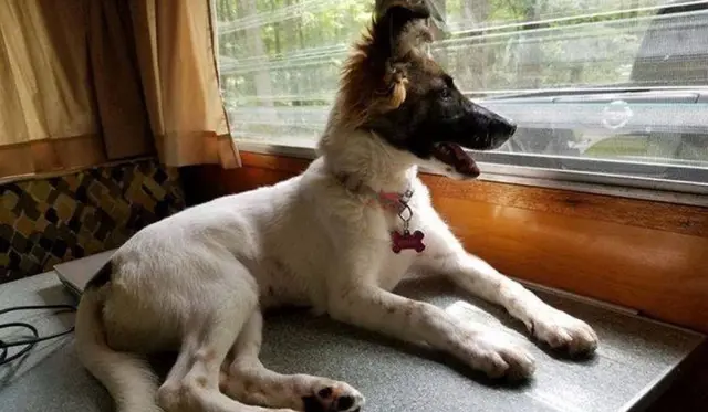 Цуценя Десна біля вікна