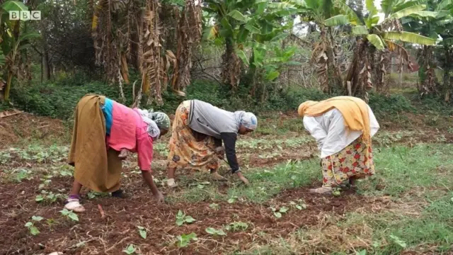 dubartoota hojii qonnaarra jiran