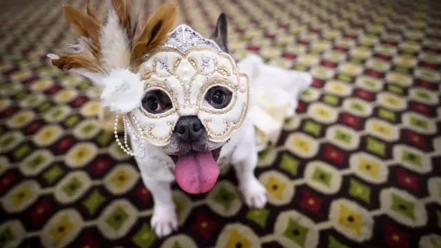 செல்ல பிராணிகளுக்கான 16ஆவது நியூயார்க் ஃபேஷன் ஷோவுக்காக அலங்கரிக்கப்பட்ட நாய்.