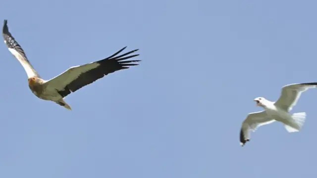 يبلغ طول جناحي النسر المصري مترين