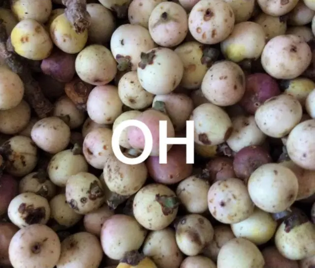 Firii Odaa bilchaate