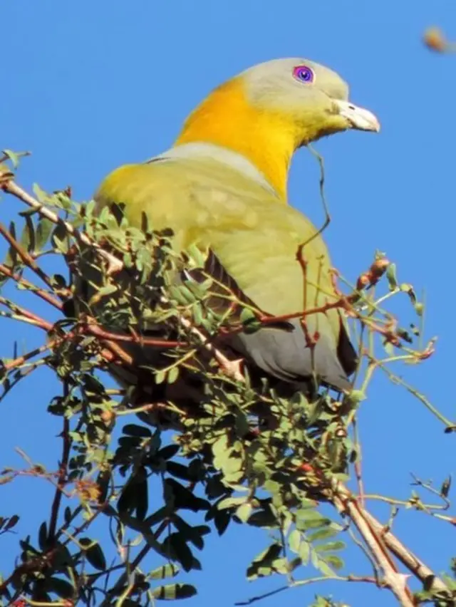 Yello Footed Green Pigeon