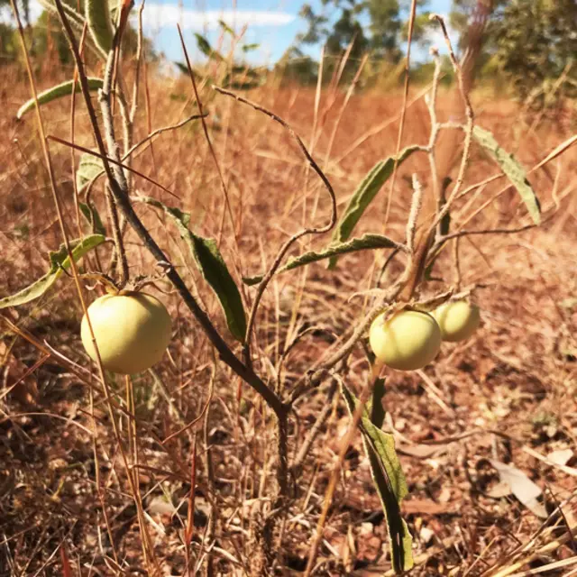 Tomate Solanum plastisexum