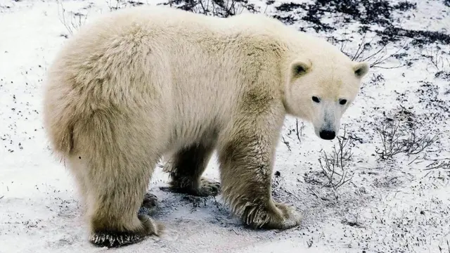 Urso polar