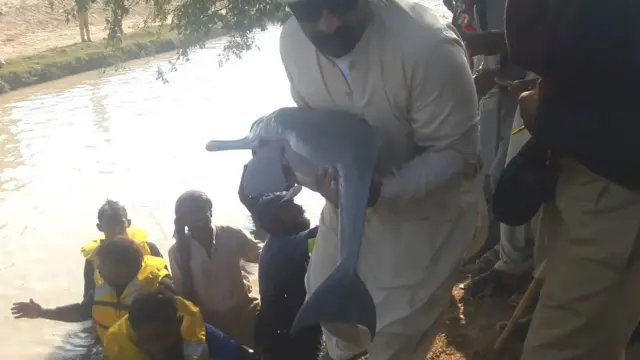 انڈس ڈولفن