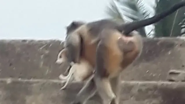 ગ્રામજનો સાથેની વાતચીતમાંથી જાણવા મળ્યું હતું કે ગયા અઠવાડિયાથી ચર્ચાઈ રહેલી ઘટનાની શરૂઆત લવુલ ગામમાં ત્રણ મહિનાથી વધુ સમય પહેલાં એટલે કે સપ્ટેમ્બરમાં થઈ હતી