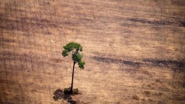 Árvorelampionsbet apkmeio a pasto