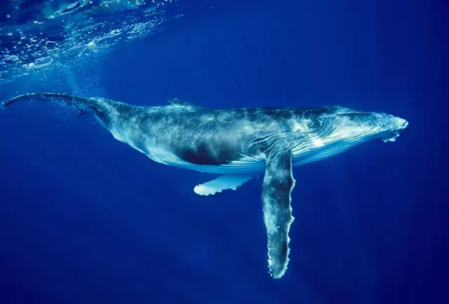 Humpback whale swimming