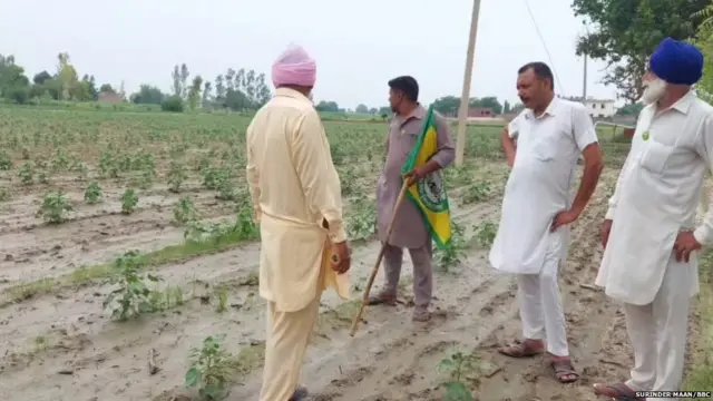 ਨਰਮਾ ਪੱਟੀ