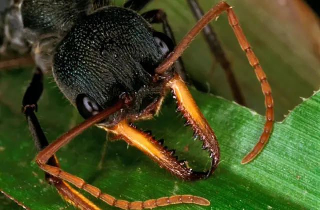 বিষ পিপড়া