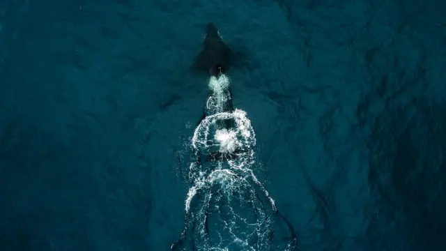 Косатка, столкнувшаяся с яхтой Робертсонов, судя по всему, сделала это случайно или приняла ее за кита