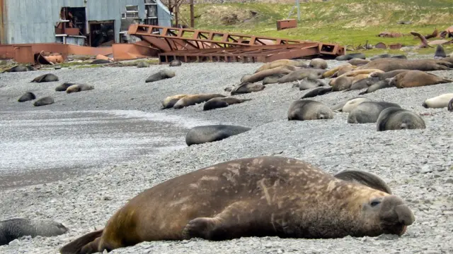 Lobos marinos en Georgia del Sur