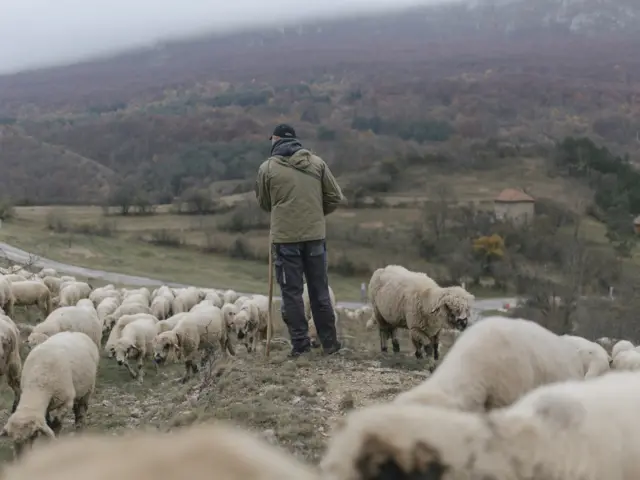 pastir, ovce