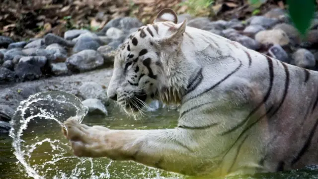 விலங்குகள் கொரோனா
