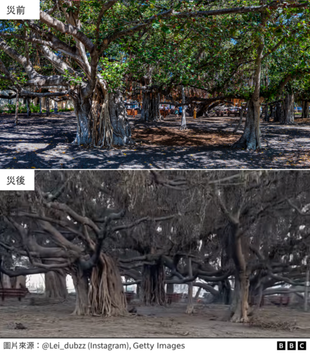 受灾前后对比：拉海纳大榕树