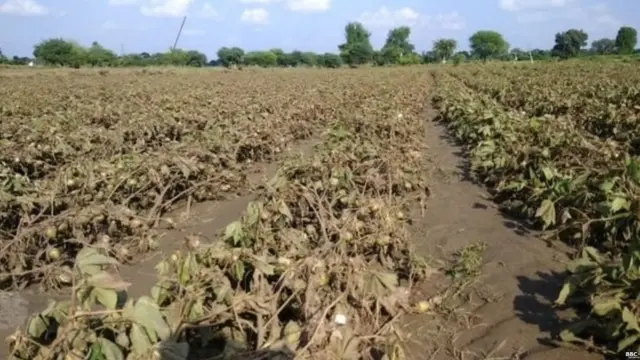 अवकाळी पावसामुळे विदर्भातली कपाशी अशी जमीनदोस्त झाली आहे.