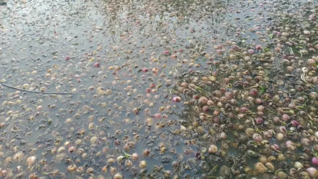 कांदा चाळ