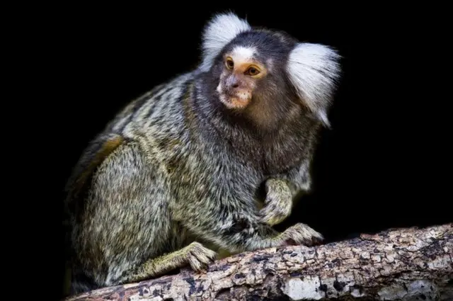 मर्मोसेट