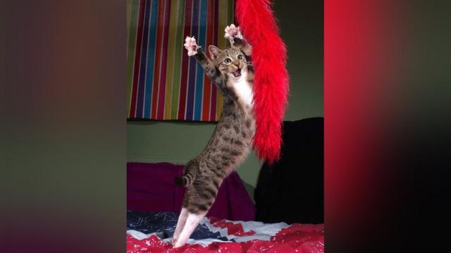 威尔士宠物猫埃德蒙舞姿曼妙，主人伊恩·麦康纳尔（Ian McConnell）抓拍技术也不差