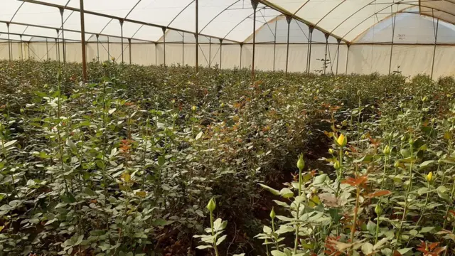 ኣብ ባህርዳር ዝርከብ ሕርሳ ዕምበባ